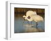 Whooping Crane, Aransas National Wildlife Refuge, Texas, USA-Larry Ditto-Framed Photographic Print