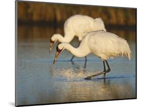 Whooping Crane, Aransas National Wildlife Refuge, Texas, USA-Larry Ditto-Mounted Photographic Print