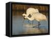 Whooping Crane, Aransas National Wildlife Refuge, Texas, USA-Larry Ditto-Framed Stretched Canvas