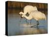 Whooping Crane, Aransas National Wildlife Refuge, Texas, USA-Larry Ditto-Stretched Canvas