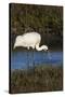 Whooping Crane feeding on blue crabs-Larry Ditto-Stretched Canvas