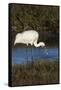 Whooping Crane feeding on blue crabs-Larry Ditto-Framed Stretched Canvas