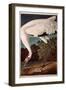 Whooping Crane, from "Birds of America"-John James Audubon-Framed Premium Giclee Print