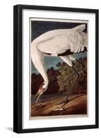 Whooping Crane, from "Birds of America"-John James Audubon-Framed Premium Giclee Print