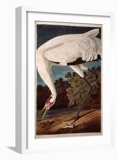 Whooping Crane, from "Birds of America"-John James Audubon-Framed Premium Giclee Print