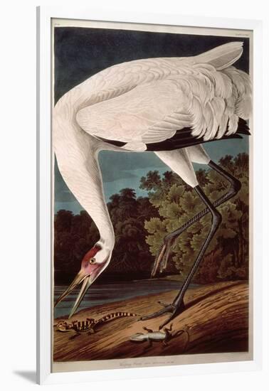 Whooping Crane, from "Birds of America"-John James Audubon-Framed Giclee Print