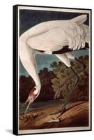 Whooping Crane, from "Birds of America"-John James Audubon-Framed Stretched Canvas