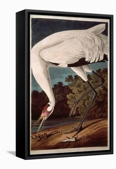 Whooping Crane, from "Birds of America"-John James Audubon-Framed Stretched Canvas