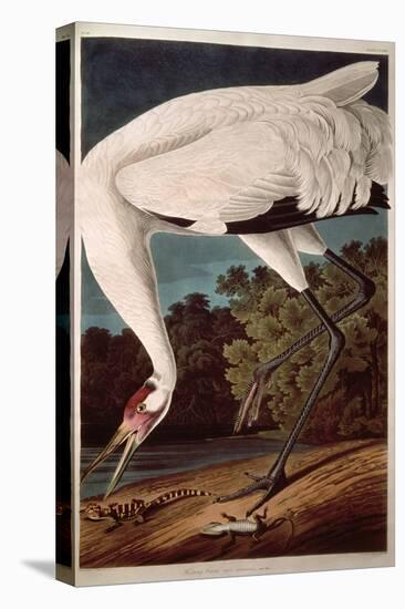 Whooping Crane, from "Birds of America"-John James Audubon-Stretched Canvas