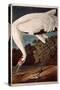 Whooping Crane, from "Birds of America"-John James Audubon-Stretched Canvas