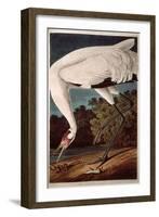 Whooping Crane, from "Birds of America"-John James Audubon-Framed Giclee Print