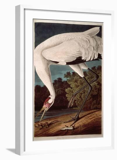 Whooping Crane, from "Birds of America"-John James Audubon-Framed Giclee Print