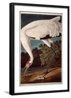 Whooping Crane, from "Birds of America"-John James Audubon-Framed Giclee Print