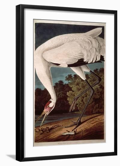 Whooping Crane, from "Birds of America"-John James Audubon-Framed Giclee Print