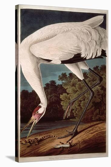 Whooping Crane, from "Birds of America"-John James Audubon-Stretched Canvas
