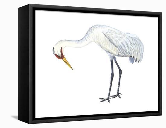 Whooping Crane (Grus Americana), Birds-Encyclopaedia Britannica-Framed Stretched Canvas