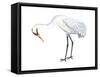 Whooping Crane (Grus Americana), Birds-Encyclopaedia Britannica-Framed Stretched Canvas