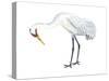 Whooping Crane (Grus Americana), Birds-Encyclopaedia Britannica-Stretched Canvas