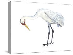 Whooping Crane (Grus Americana), Birds-Encyclopaedia Britannica-Stretched Canvas