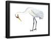 Whooping Crane (Grus Americana), Birds-Encyclopaedia Britannica-Framed Poster
