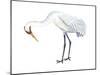 Whooping Crane (Grus Americana), Birds-Encyclopaedia Britannica-Mounted Poster