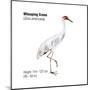 Whooping Crane (Grus Americana), Birds-Encyclopaedia Britannica-Mounted Poster