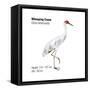 Whooping Crane (Grus Americana), Birds-Encyclopaedia Britannica-Framed Stretched Canvas