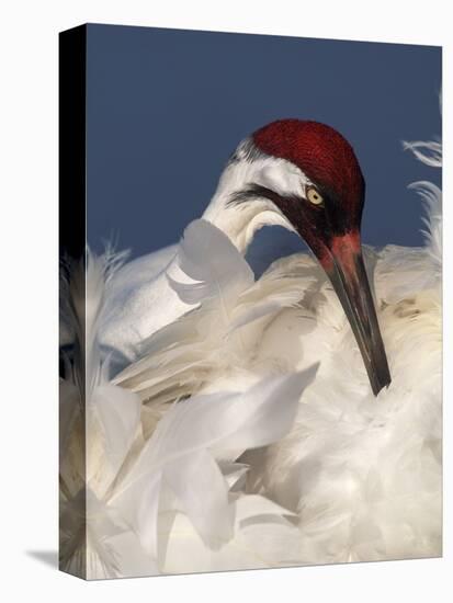 Whooping Crane Preens Feathers in Early Morning Light, Lake Kissimmee, Florida, USA-Arthur Morris-Stretched Canvas