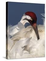 Whooping Crane Preens Feathers in Early Morning Light, Lake Kissimmee, Florida, USA-Arthur Morris-Stretched Canvas