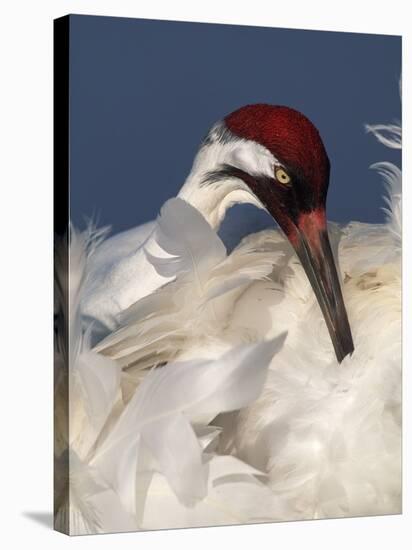 Whooping Crane Preens Feathers in Early Morning Light, Lake Kissimmee, Florida, USA-Arthur Morris-Stretched Canvas