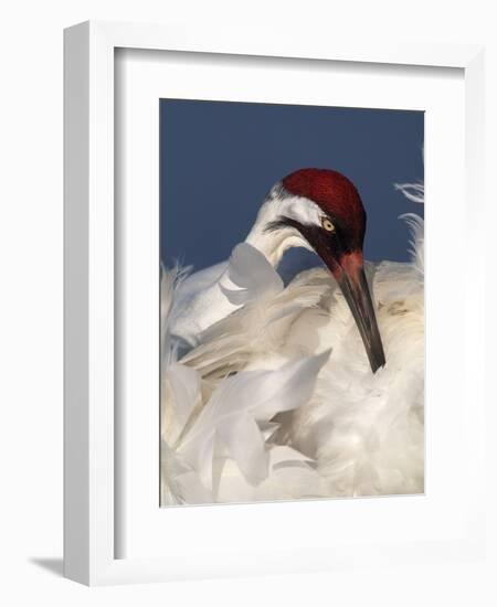 Whooping Crane Preens Feathers in Early Morning Light, Lake Kissimmee, Florida, USA-Arthur Morris-Framed Photographic Print