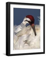 Whooping Crane Preens Feathers in Early Morning Light, Lake Kissimmee, Florida, USA-Arthur Morris-Framed Photographic Print