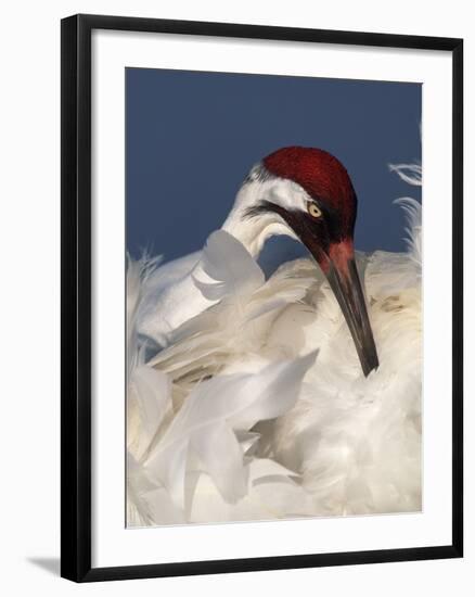 Whooping Crane Preens Feathers in Early Morning Light, Lake Kissimmee, Florida, USA-Arthur Morris-Framed Photographic Print