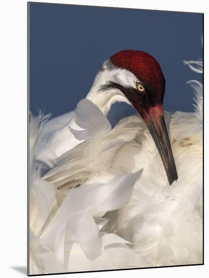 Whooping Crane Preens Feathers in Early Morning Light, Lake Kissimmee, Florida, USA-Arthur Morris-Mounted Photographic Print