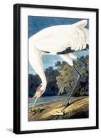 Whooping Crane,-John James Audubon-Framed Giclee Print