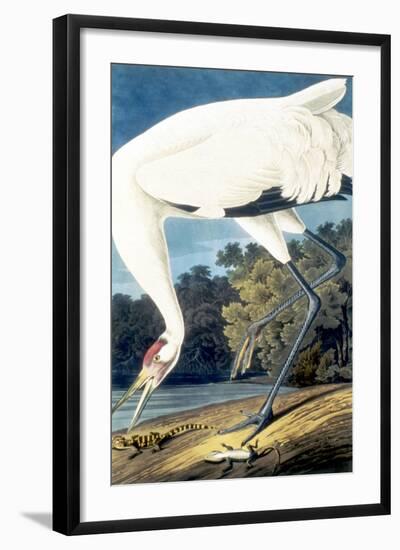 Whooping Crane,-John James Audubon-Framed Giclee Print