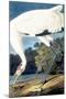 Whooping Crane,-John James Audubon-Mounted Giclee Print