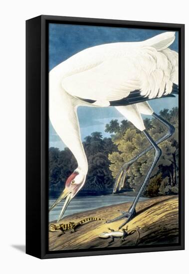 Whooping Crane,-John James Audubon-Framed Stretched Canvas