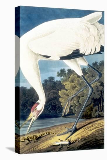 Whooping Crane,-John James Audubon-Stretched Canvas