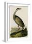 Whooping Crane-John James Audubon-Framed Art Print