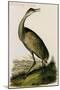 Whooping Crane-John James Audubon-Mounted Art Print