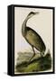 Whooping Crane-John James Audubon-Framed Stretched Canvas