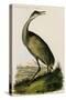Whooping Crane-John James Audubon-Stretched Canvas