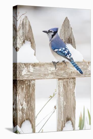 Wichita County, Texas. Blue Jay, Cyanocitta Cristata, Feeding in Snow-Larry Ditto-Stretched Canvas