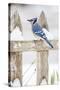 Wichita County, Texas. Blue Jay, Cyanocitta Cristata, Feeding in Snow-Larry Ditto-Stretched Canvas