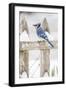 Wichita County, Texas. Blue Jay, Cyanocitta Cristata, Feeding in Snow-Larry Ditto-Framed Premium Photographic Print