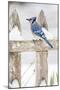 Wichita County, Texas. Blue Jay, Cyanocitta Cristata, Feeding in Snow-Larry Ditto-Mounted Premium Photographic Print