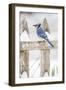 Wichita County, Texas. Blue Jay, Cyanocitta Cristata, Feeding in Snow-Larry Ditto-Framed Photographic Print