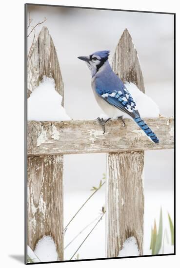 Wichita County, Texas. Blue Jay, Cyanocitta Cristata, Feeding in Snow-Larry Ditto-Mounted Photographic Print