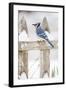 Wichita County, Texas. Blue Jay, Cyanocitta Cristata, Feeding in Snow-Larry Ditto-Framed Photographic Print